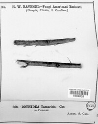 Dothidea tamaricis image